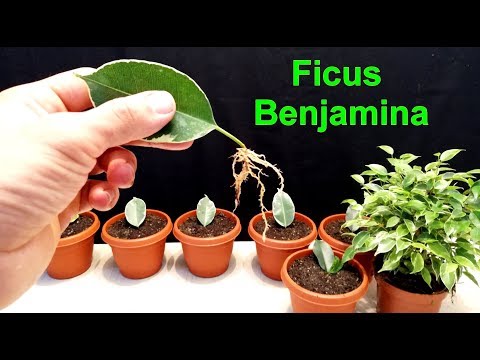 , title : 'How to grow Ficus Benjamina from single leaf very easy