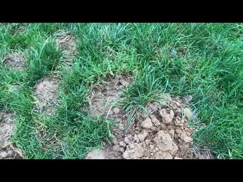 Targeting & Eliminating the Moles with the Burrow RX in Holmdel, NJ