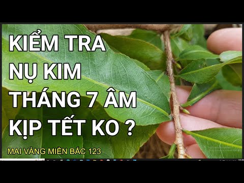 🔴 QBS22233 - NỤ KIM MAI VÀNG THÁNG 7 ÂM ĐT 0942456100 || CÁCH TẠO NỤ MAI VÀNG THÁNG 7 ÂM || TẠO NỤ