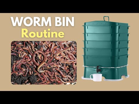 How I Maintain My VermiHut Worm Bin | Fluffing Trays, Moisture Check & Feeding Schedule