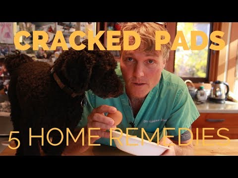 Pad Cracks and Paw Problems: 5 Home Remedies