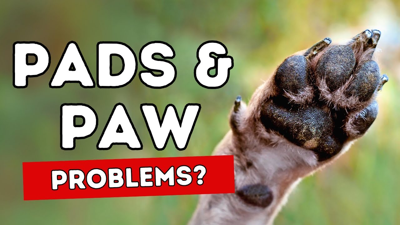 Pad Cracks and Paw Problems: 5 Home Remedies