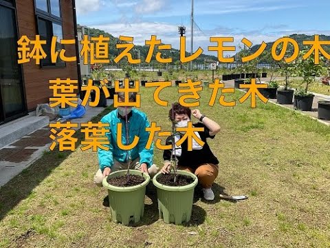 園芸 四季のレモンの木