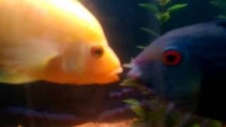 Red Devil versus Severum