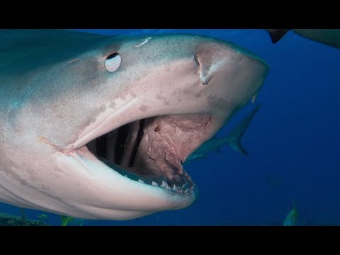 121110 Shark Expedition Trip Video