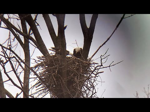 The Decorah Eagles: a new nest