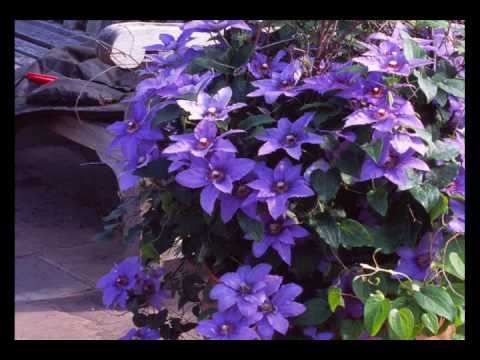 download lagu mp3 mp4 Repeat Flowering Clematis, download lagu Repeat Flowering Clematis gratis, unduh video klip Repeat Flowering Clematis