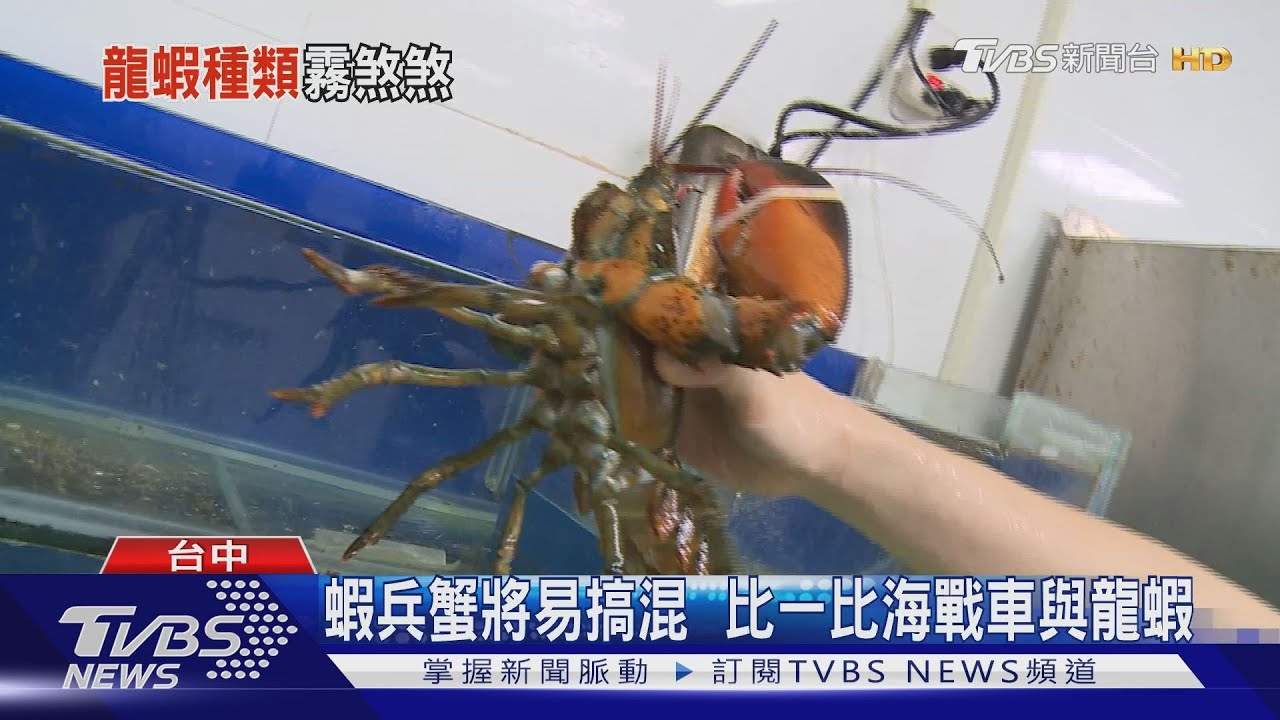 蝦兵蟹將易搞混　比一比海戰車與龍蝦