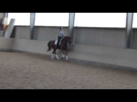 Bernstein 91 - Galopp Rechts