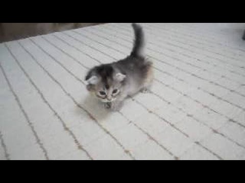 Crime Patrol - क्राइम पेट्रोल सतर्क - Dead End-2 - Episode 730 - 30th October, 2016