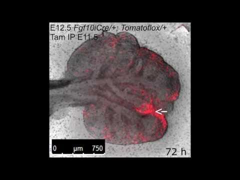 Mouse lung undergoing branching morphogenesis