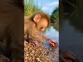 Curious Monkey Touches a Crab... and Instantly Regrets It! 😂🦧🦀 | Funniest Wildlife Moment Ever