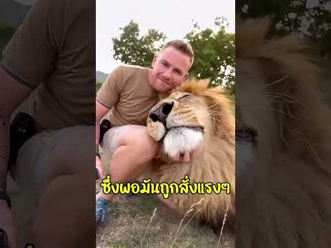 ทำไมเสือดาวน่ากลัวกว่าสัตว์อื่นๆ