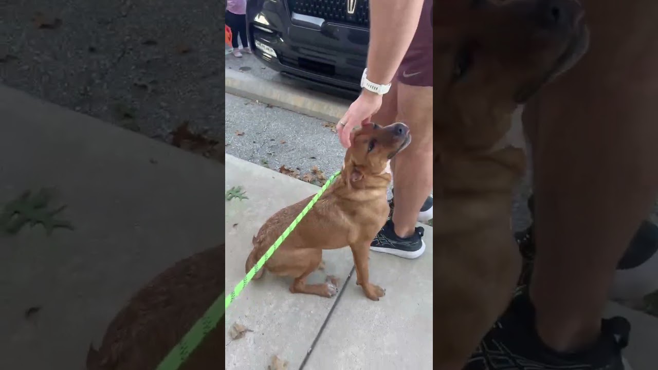Enlarge Betsy, a Adoptable mixed breed in Kansas City, MO video 5/6