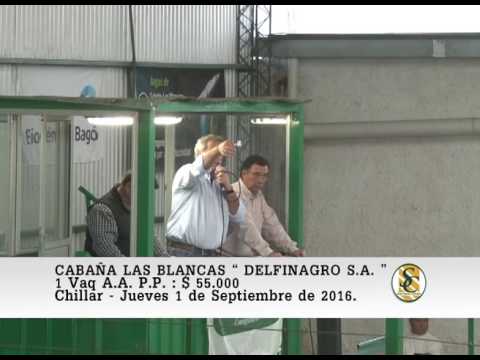 01-09-16 Venta de Vaquillonas y Terneras A.A. P.P. - Cabaña Las Blancas - Chillar.