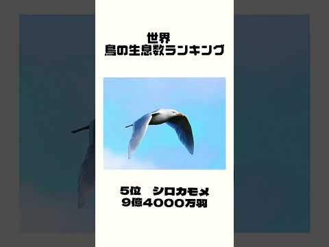 園芸 テュルサスの鳥類