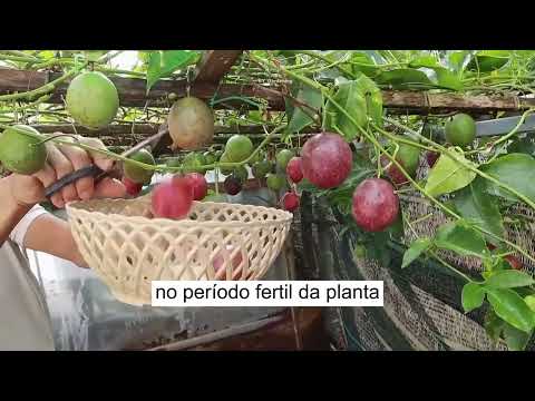 廁所種植物風水