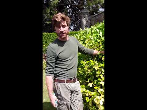 Powerscourt Head Gardener, Alex Slazenger on Pruning Camellia Plants