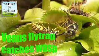 Venus flytrap catches yellow jackets. Venusfliegenfalle fängt Wespen