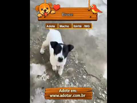 Vídeo de Bruce