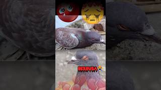 Download lagu 𝙳𝚎𝚝𝚒𝚔 - 𝙳𝚎𝚝𝚒𝚗𝚐 𝚋𝚞𝚛𝚞𝚗𝚐 𝚒𝚗𝚒 sekarat🥺🥺😭😭😭 #viral #merpati #shorts mp3