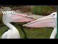 Australian Pelicans Take A Walk Secrets Of The Zoo Down Under