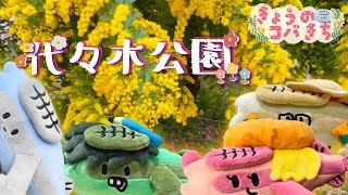 きょうのコバきち 【代々木公園】春だね！！