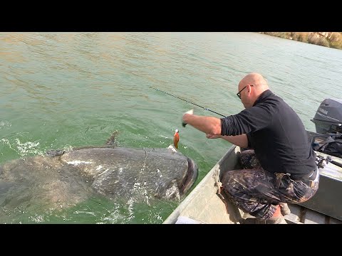 Pecanje ogromnih somova na reci Ebro u Spaniji | Fishing big catfish in Ebro Spain FULL VIDEO