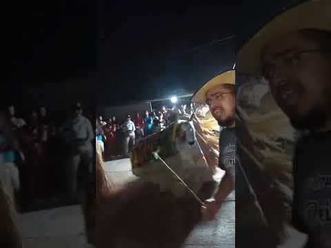 Reisado de Boa Hora -Pi. (Boi Panin 2025)