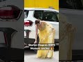 Sherlyn Chopra S OOPS Moment Catches Bollywood Music Sherlynchopra Trending News Shorts