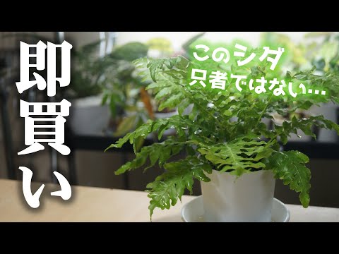 布張りのシルバー ダイヤモンド 植物