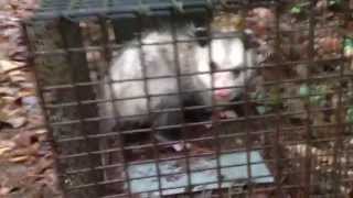 How to release a possum from a trap!