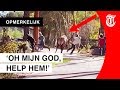 Toeristen krijgen schrik van hun leven