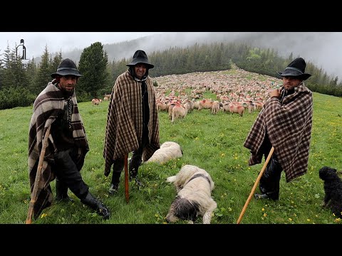 URCATUL OILOR ÎN MUNȚII RETEZAT | O ZI ÎNTREAGĂ PRIN PLOAIE ȘI FURTUNĂ CU CIOBĂNAȘUL MARINEL EP.4