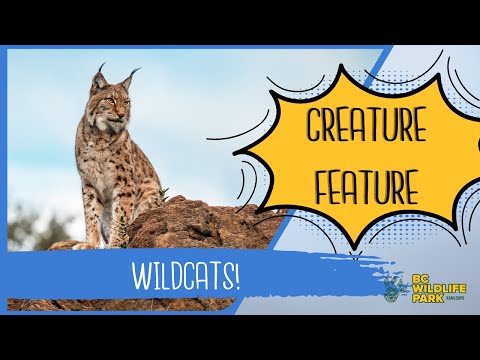 Wild Cats Of Canada (Creature Feature Series)