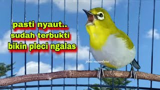 Download lagu Pasti Nyaut‼️Suara Burung Pleci Ngalas 123, Untuk Pancingan Pleci Bustomi Gacor mp3 Download lagu Pasti Nyaut‼️Suara Burung Pleci Ngalas 123, Untuk Pancingan Pleci Bustomi Gacor mp3