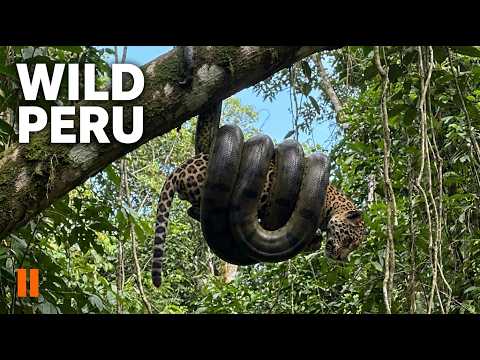 Wild Peru: APEX PREDATORS of the Amazon | Amazon Wildlife Documentary