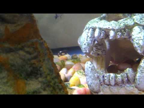 how to care for community tropical fish and african dwarf frogs