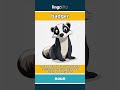 badger - a small, strong animal with a... video thumbnail