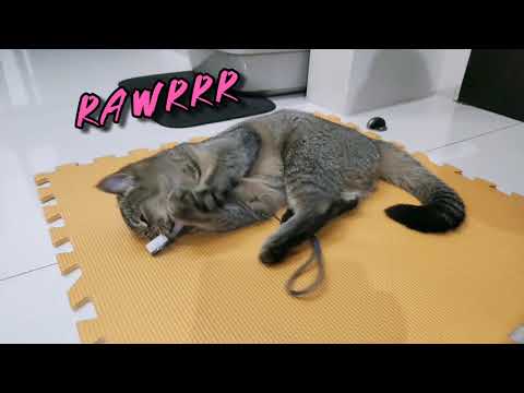 Ibbi the Cat vs. Toothbrush