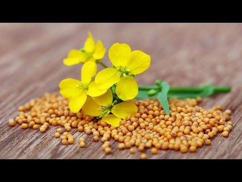 🌱 Grinding Mustard Seeds for Versatile Food Applications 🌱