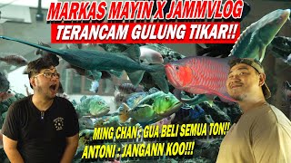 UDAH GILA !!! MARKAS GALERI IKAN PREDATOR JAMM VLOG MAU DI TUTUP