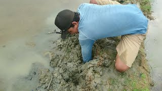 Download lagu Berburu belut pakai tangan kosong || ngeri luur... mp3
