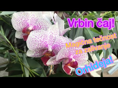 Magični čaj od vrbe, podstiče rast i razvoj orhideja+PRIRODNI HORMON ZA OŽILJAVANJE!