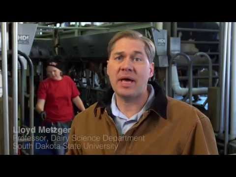 Dairy Farming FAQ - What is rBST or BGH?