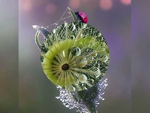 Altweibersommer - Ein Morgen im September 