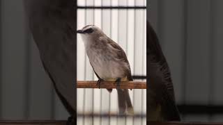 Download lagu Masteran Trucukan Gacor ROPEL PANJANG Ampuh Untuk Pancingan Trucuk Agar Cepat Menaikkan GACOR 79 mp3