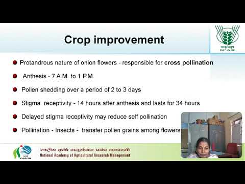 improvement in multiplier onion