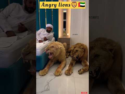 Dubai 🇦🇪 King 👑 Sheikh Nawab With White Tiger 🐯 Lion 🦁 White Tiger 🐅 #Dubai #shorts