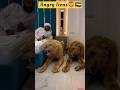 Dubai King Sheikh Nawab With White Tiger Lion White Tiger   Dubai Shorts